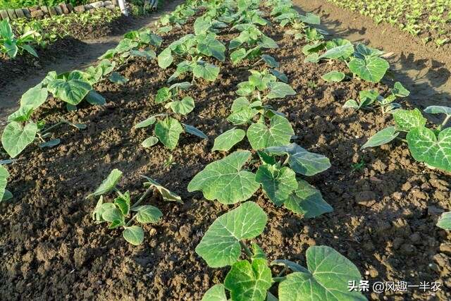 種植絲瓜、南瓜最忌怕哪些施肥方法？如何施肥才高產(chǎn)
